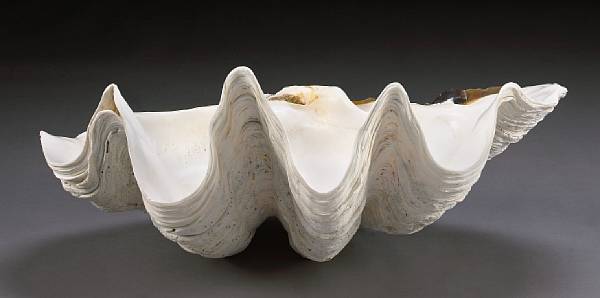 Appraisal: Giant Clam Shell Tridacna gigas Living species Indonesia See description