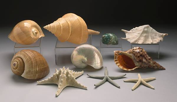 Appraisal: Group of Seven Shells and Three Starfish South Pacific Including