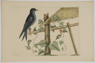 Appraisal: Mark Catesby British - The Purple Martin T from The