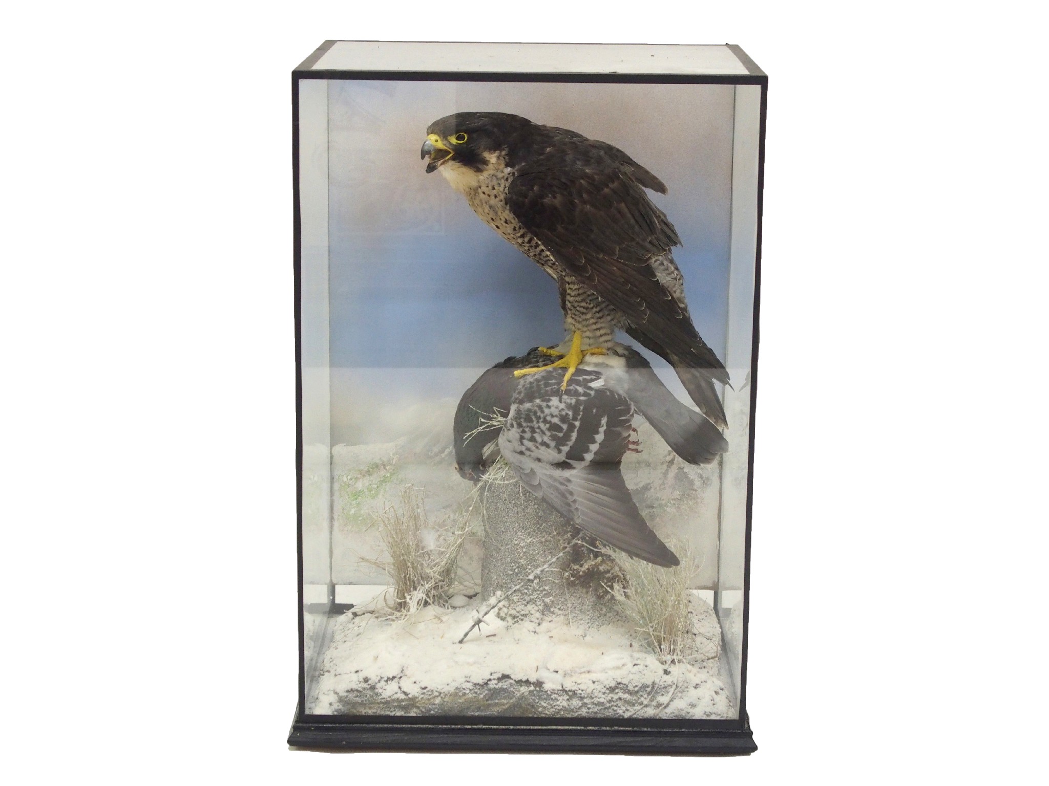 Appraisal: A taxidermy display of a Peregrine Falcon and killperched on