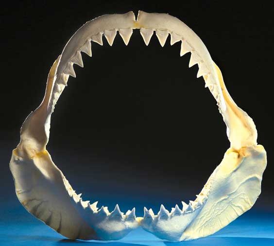 Appraisal: LARGE GREAT WHITE SHARK JAWS Carcharodon carcharias Dana Point California