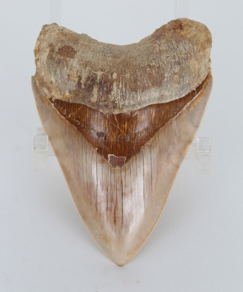 Appraisal: Megalodon Shark Tooth Megalodon Shark Tooth Size x in Megalodon