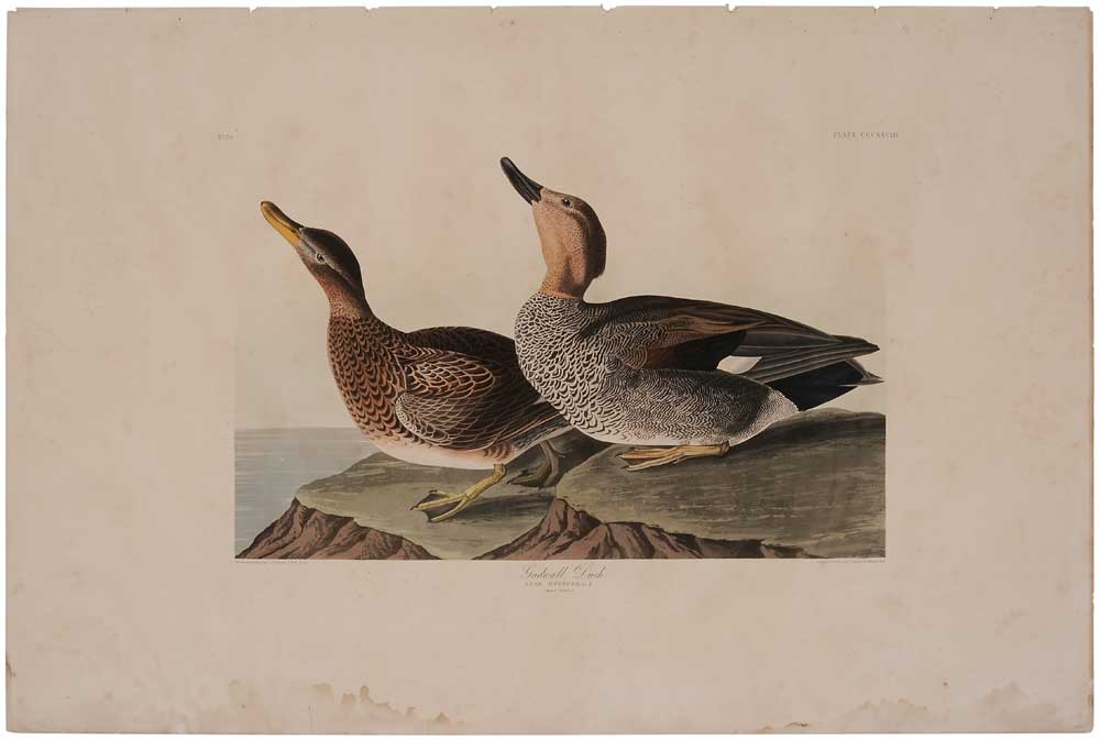 Appraisal: After John James Audubon American - Gadwall Duck plate CCCXLVIII