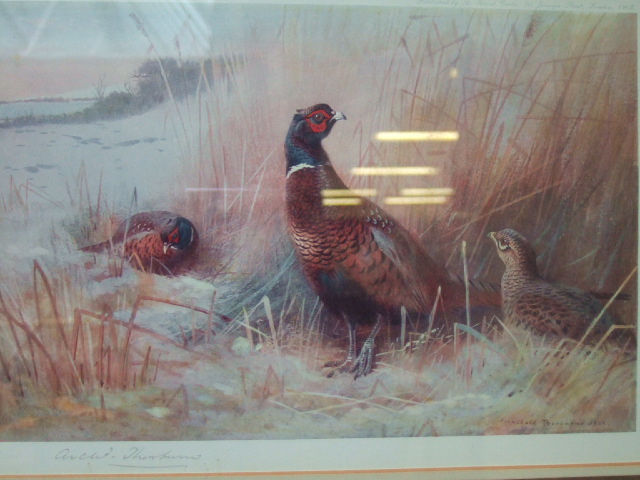 Appraisal: Archibald Thorburn - Pheasant colour reproduction signed in pencil cm