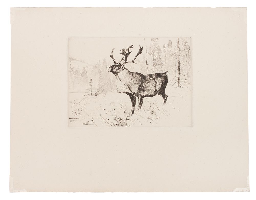 Appraisal: Carl Clemens Moritz Rungius German American - A Woodland Stag