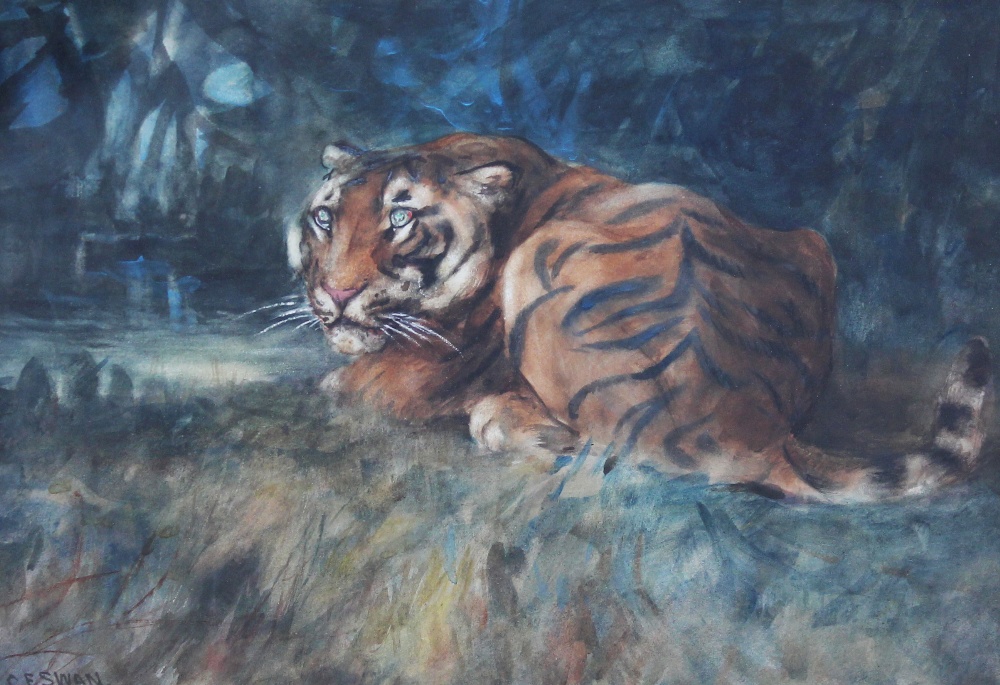 Appraisal: Cuthbert Edmund Swan - Resting tiger watercolour signed cm x