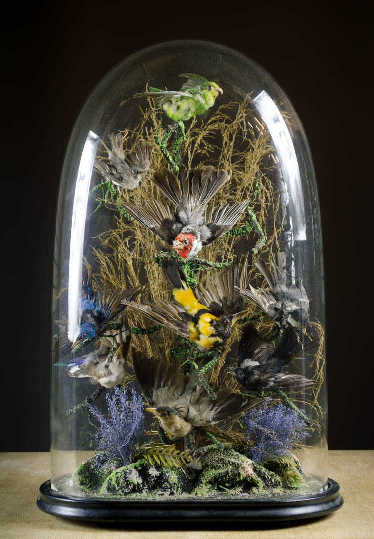 Appraisal: VICTORIAN TAXIDERMY BIRD DIORAMA containing nine birds of various species