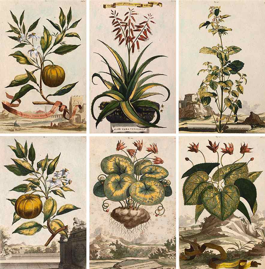 Appraisal: MUNTING Abraham German - Collection of botanical prints to include