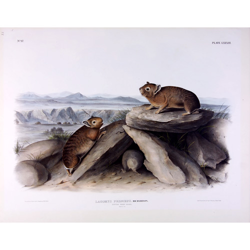 Appraisal: John James Audubon American - Little Chief Hare x sheet