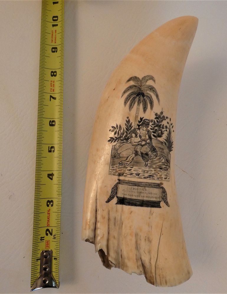 Appraisal: HUGE OZ SCRIMSHAW WHALE TOOTH - MOORE Huge antique whale