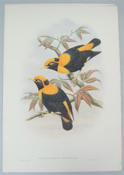 Appraisal: pieces Hand-Colored Lithographs Gould J E Sharpe Richard Robertson's Starling