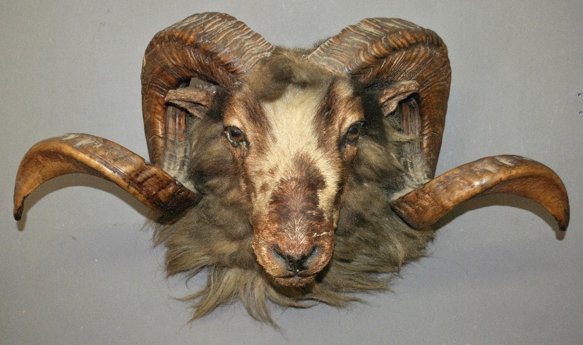 Appraisal: - Taxidermy head-shoulder mount of a ram sheep h x