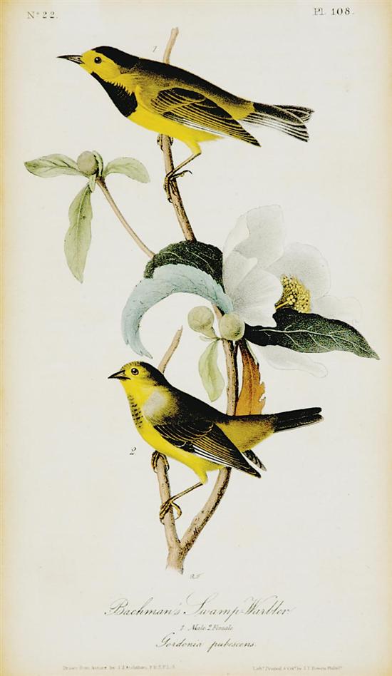 Appraisal: John James Audubon after New York - BACHMAN'S SWAMP-WARBLER color