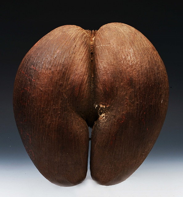 Appraisal: A COCO DE MER Lodoicea Maldivica OR LOVE NUT from