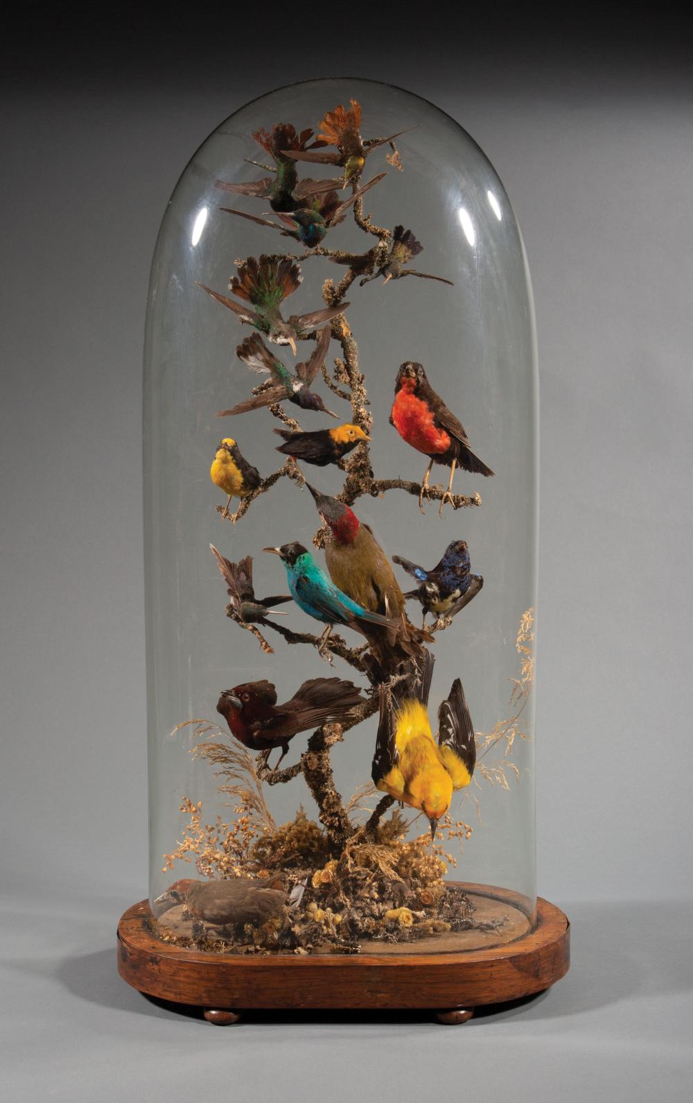 Appraisal: Victorian Taxidermy Songbird Parlor Dome th c with hummingbirds and