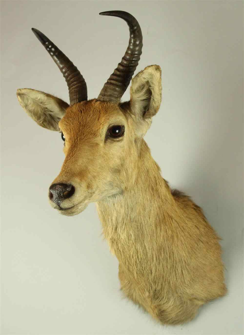 Appraisal: EAST AFRICAN BOHOR REEDBUCK TAXIDERMY SHOULDER MOUNT JONAS BROS the