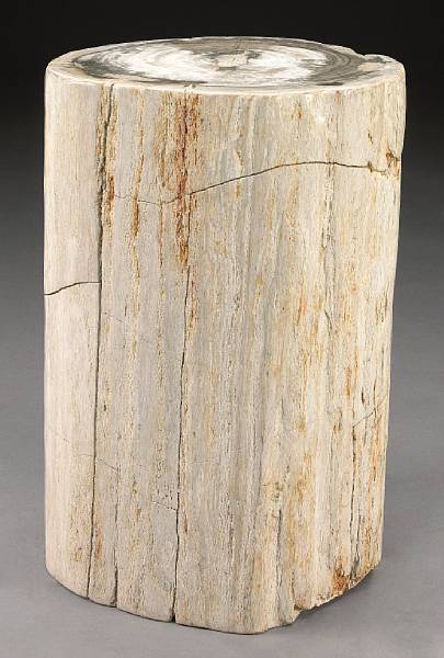 Appraisal: Petrified Wood Stump with Growth Rings Indeterminate species Miocene Indonesia