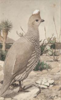 Appraisal: Louis Agassiz Fuertes - Scaled Quail signed and dated Louis