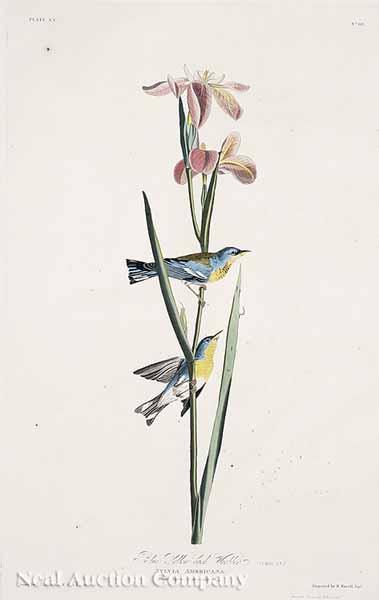 Appraisal: After John James Audubon American - Blue Yellow Back Warbler