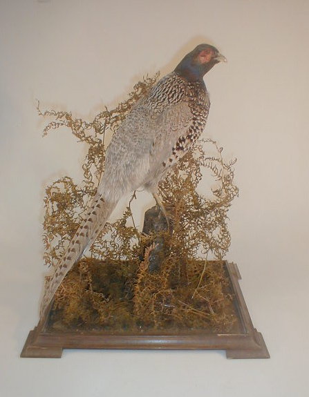 Appraisal: A taxidermy melenistic cock pheasant in a glazed display case