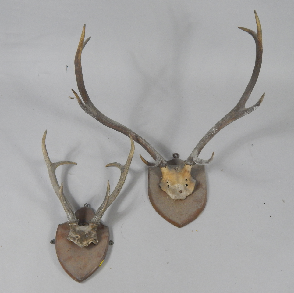 Appraisal: Taxidermy a pair of Stag antlers shield mounted and a