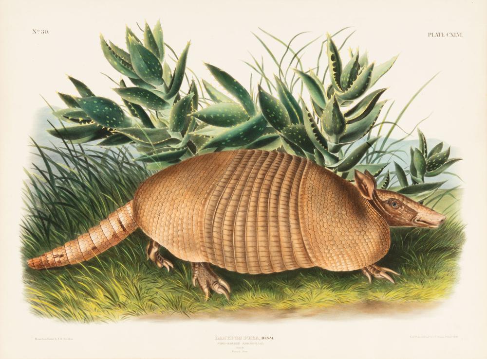 Appraisal: John James Audubon American - Nine-Banded Armadillo Male Plate hand-colored