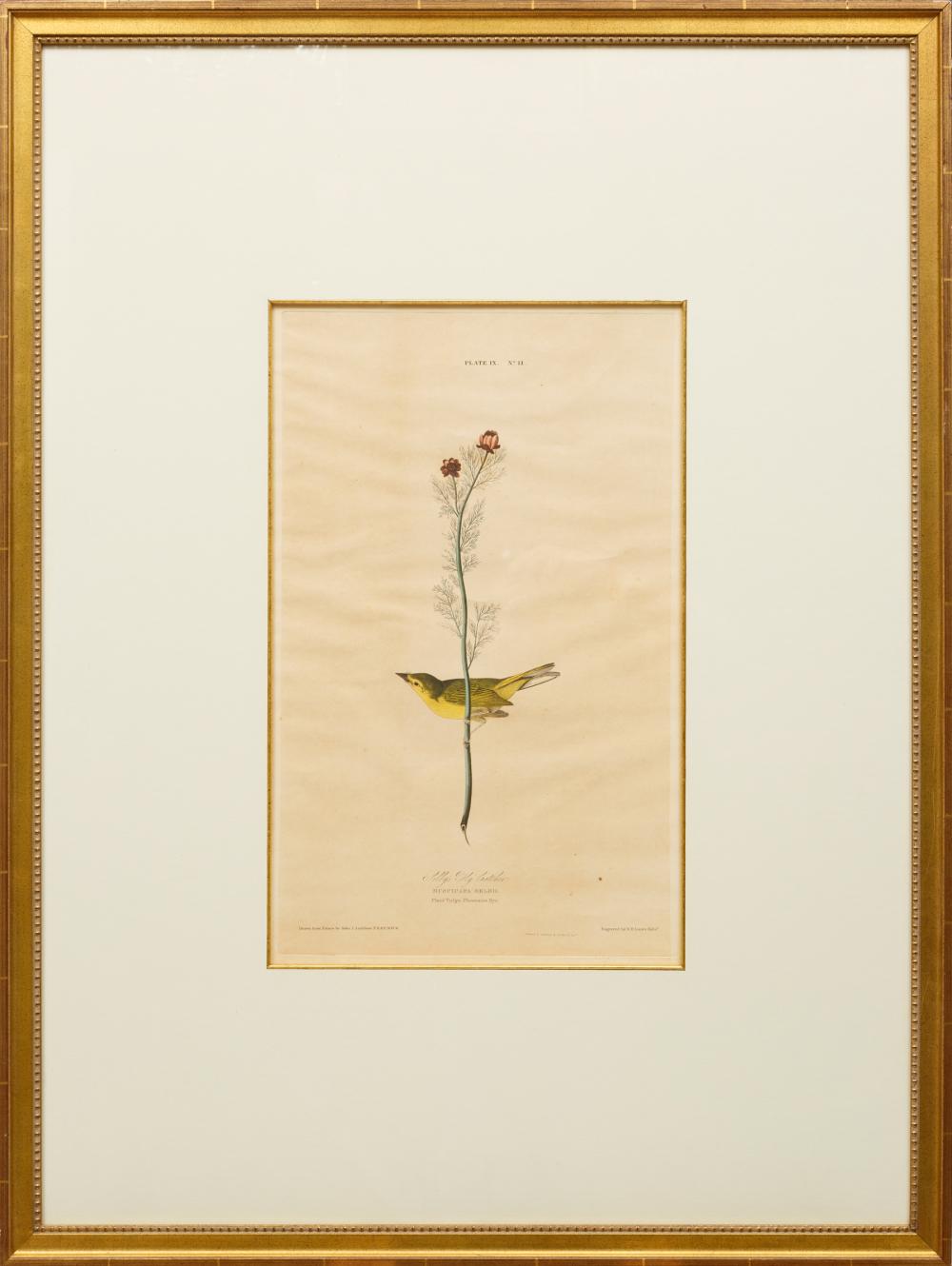 Appraisal: John James Audubon American - Shelby's Fly Catcher plate IX