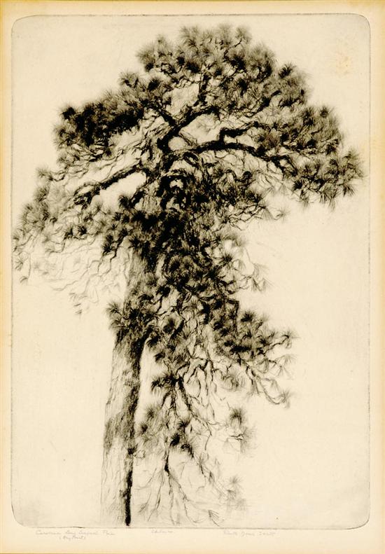 Appraisal: Ruth Davis Swett North Carolina b CAROLINA LONG LEAFED PINE