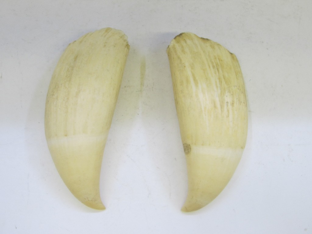 Appraisal: Pair of whales teeth