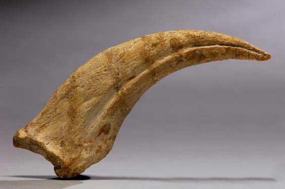 Appraisal: DINOSAUR CLAW - SPINOSAURUS Spinosaurus aegyptiacus Cretaceous Kem Kem Formation