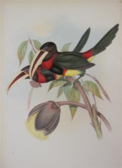 Appraisal: piece Hand-Colored Lithograph Gould J E Azara's Aracari London ca