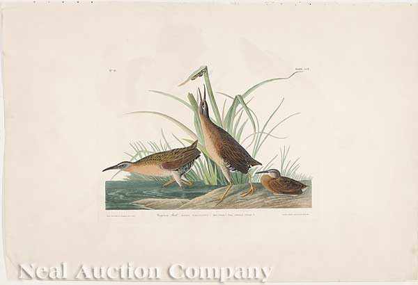 Appraisal: John James Audubon American - Virginia Rail Plate CCV from