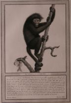 Appraisal: Monkey Engraving Early th Century Stiple engraving titled Il Coaita