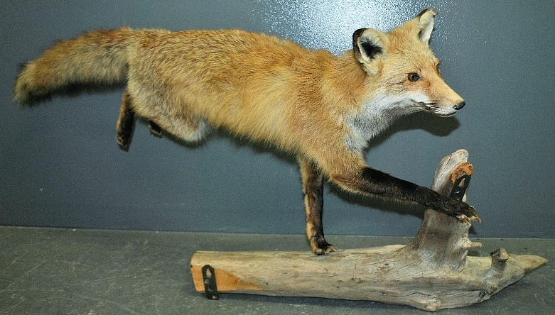 Appraisal: - Taxidermy running fox mounted on driftwood h x l