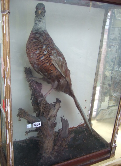 Appraisal: A Victorian taxidermy cased pheasant th century mounted in a