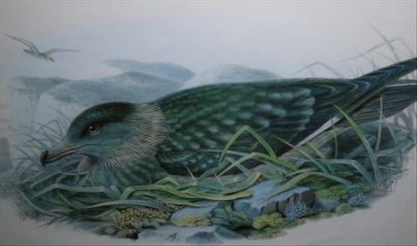 Appraisal: After Thorburn Ornithological studies Polychrome prints Each cm x cm