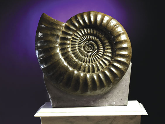 Appraisal: EXCEPTIONAL LARGE AMMONITE Arieticeras bucklandi Jurassic France This well articulated