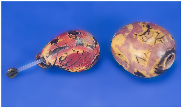 Appraisal: Two Coloured Stone Scent Bottles Of Natural Form Marbled Red