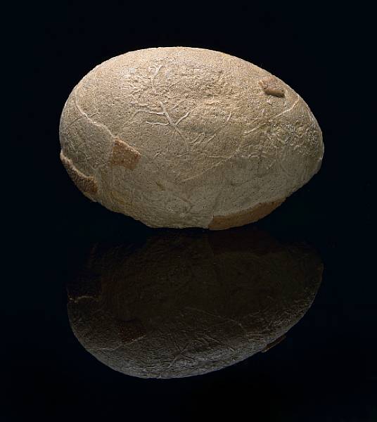 Appraisal: Rare Fossil Bird Egg Indeterminate species Oligocene White River Formation