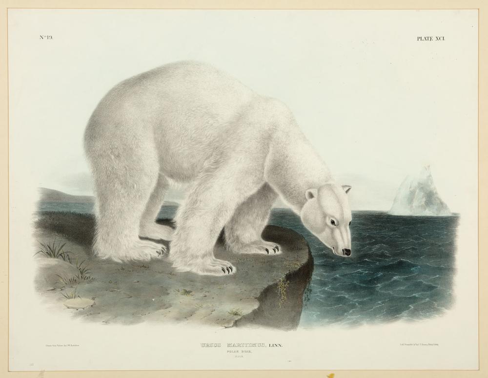 Appraisal: John Woodhouse Audubon American - Polar Bear and Little American