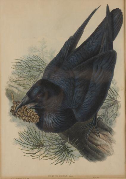 Appraisal: J Gould H C Richter CORVUS CORAX Raven hand colored