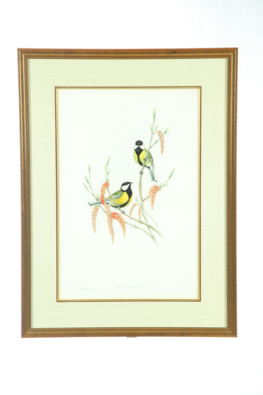 Appraisal: BIRD PRINT BY J GOULD AND H C RICHTER Handcolored