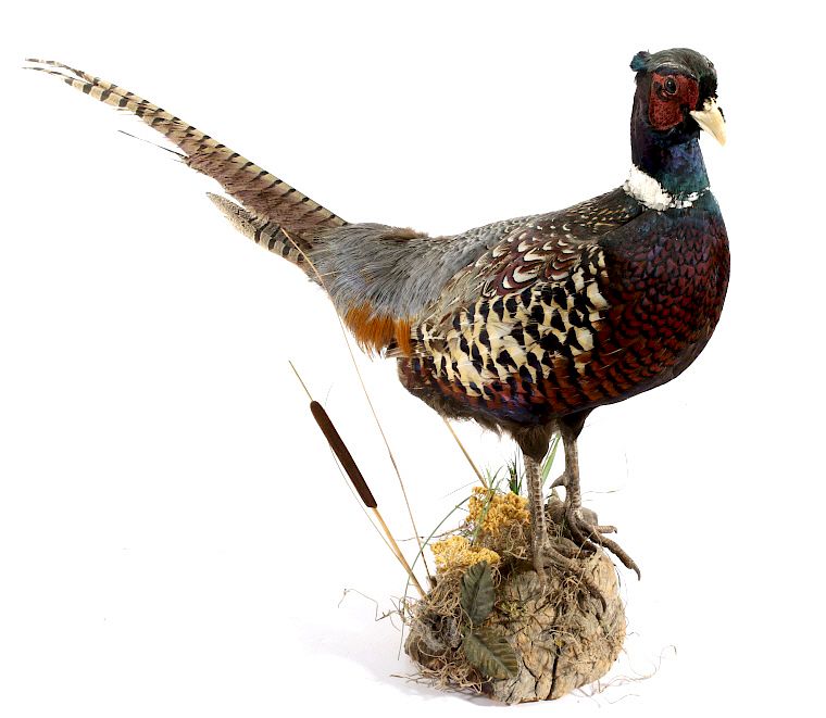 Appraisal: Montana Pheasant Taxidermy Mount Offered in this lot we have