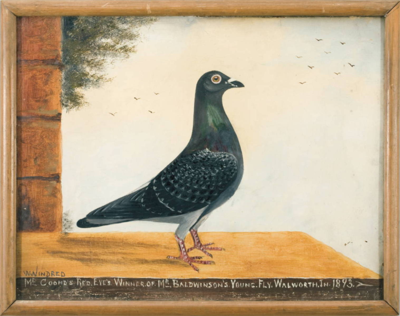 Appraisal: WILLIAM WINDRED BRITISH B THE PRIZE RACING PIGEON MR COOMB