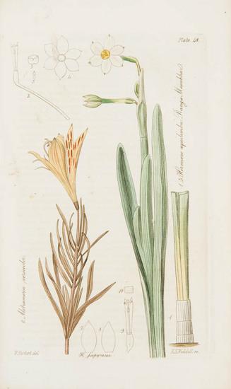 Appraisal: HERBERT William - Amaryllidaceae preceded by an attempt to arrange