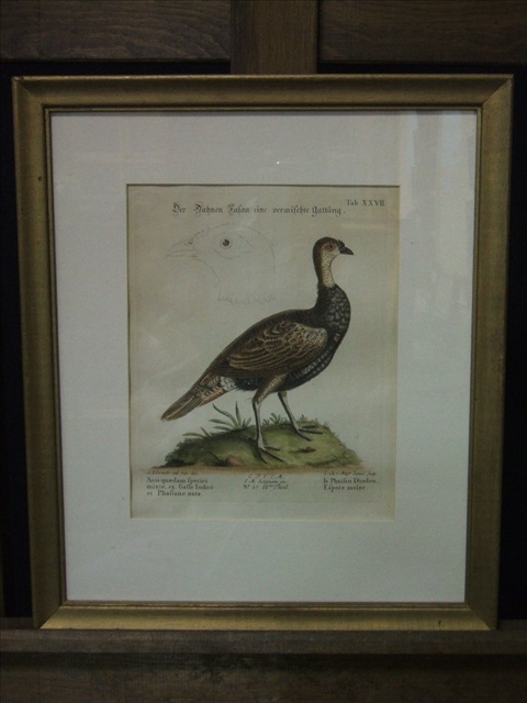 Appraisal: AFTER GEORGE EDWARDS - HEN TURKEY LE DINDON Hand colored