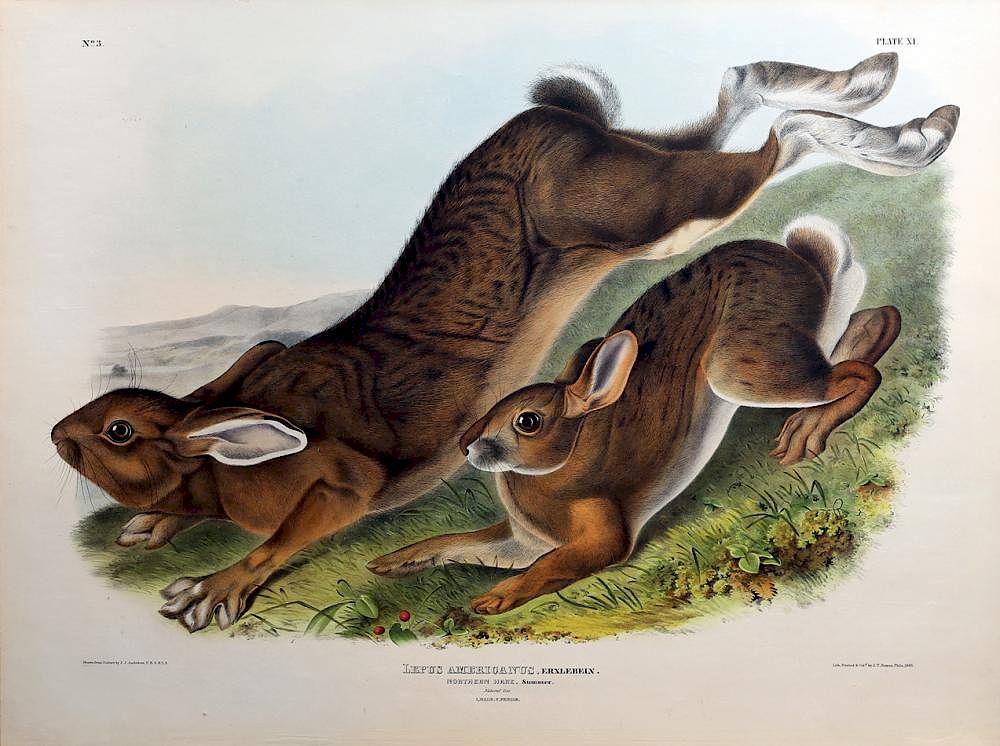 Appraisal: Audubon Quadrupeds Imperial Folio Northern Hare Northern Hare Summer Plate