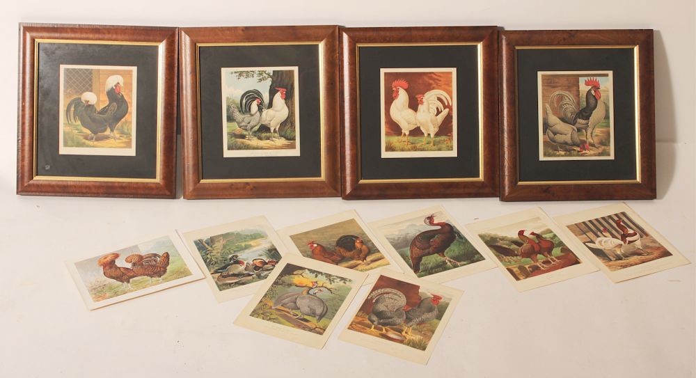 Appraisal: Cassell's Poultry Chromolithographs 's Eleven th c chromolithographs for Cassell's