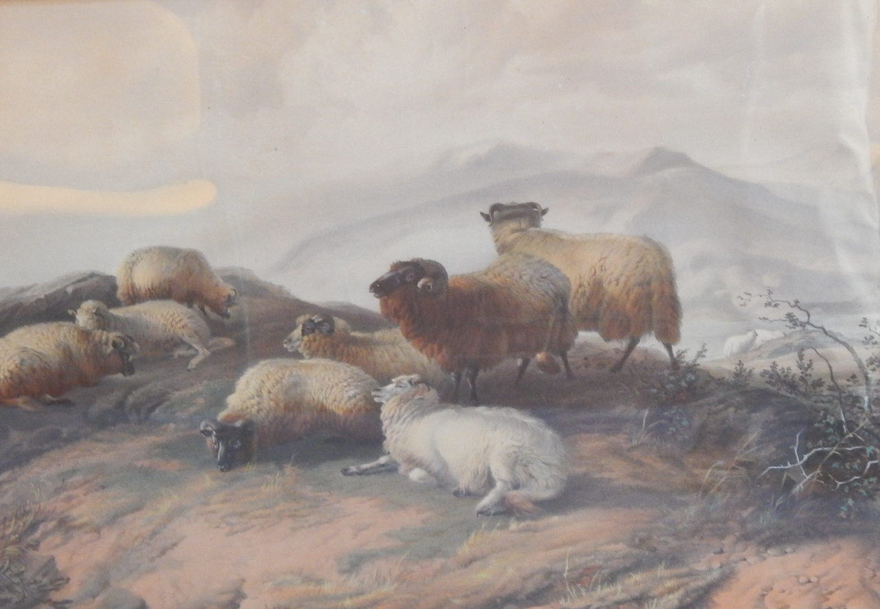 Appraisal: After Thomas Sidney Cooper Our Flocks no - Highland Sheep