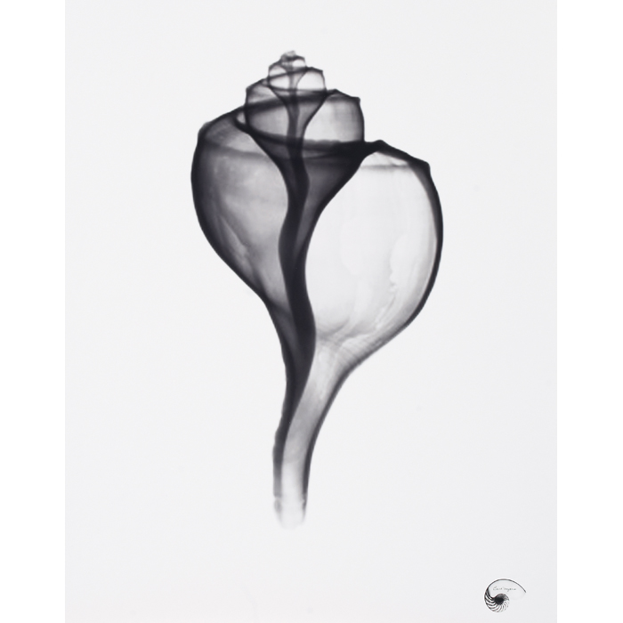 Appraisal: Bert Meyers X-Ray - Channeled Whelk Seashell c photograph signed